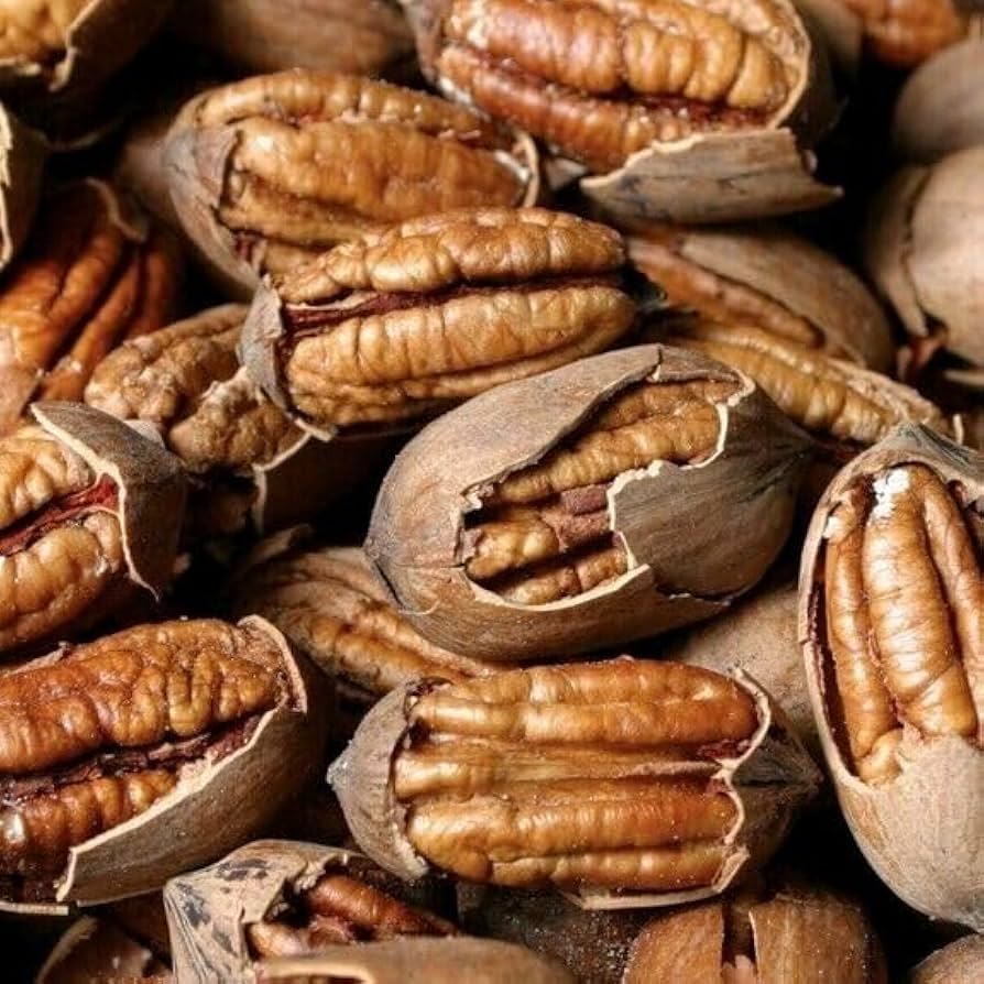 Southern pecan